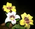 Strophanthus courmontii