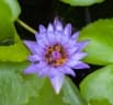 Nelumbo nucifera