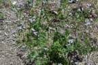 Ageratum conyzoides