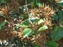 Uncaria guianensis