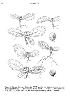 Premna herbacea