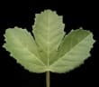 Jatropha ellenbeckii