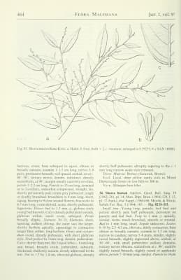 Shorea maxwelliana