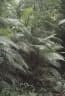 Bactris concinna