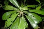 Lunasia amara