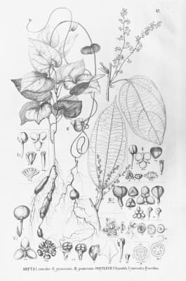 Cocculus filipendula