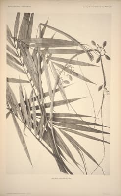 Calamus hispidulus
