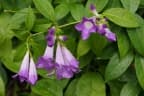 Mansoa alliacea