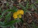 Commelina africana