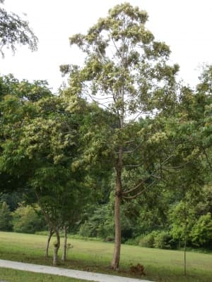 Terminalia brassii