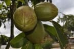 Pachira glabra