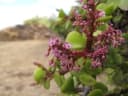 Portulacaria afra