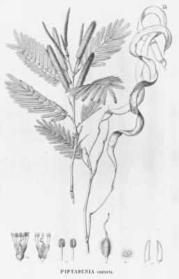 Pseudopiptadenia contorta