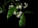 Myrcia splendens