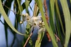 Corymbia citriodora