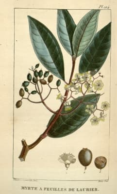 Syzygium caryophyllatum