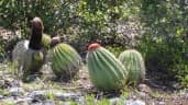 Melocactus intortus