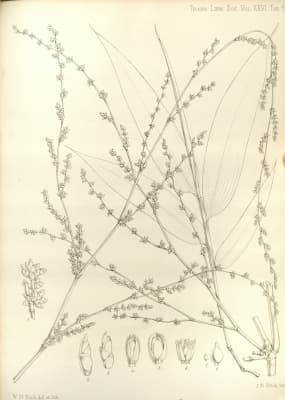 Dinochloa scandens