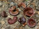 Enterolobium schomburgkii