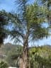 Ceroxylon parvum