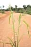 Echinochloa stagnina