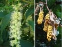 Phytolacca dioica