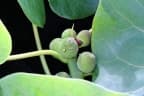 Ficus nymphaeifolia