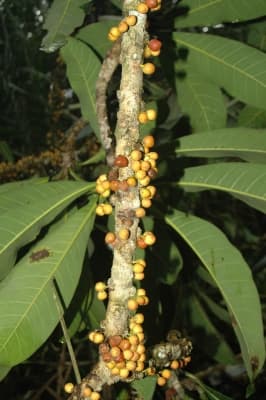 Ficus caballina