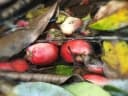 Syzygium alliiligneum