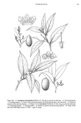 Symplocos adenophylla