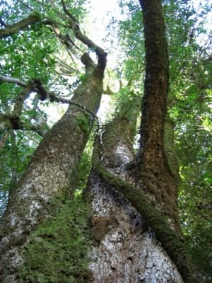 Laurelia sempervirens