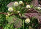 Phyla scaberrima