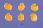 Solanum melongena