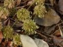 Dendrocalamus strictus