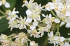 Montanoa tomentosa