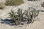 Trichodesma zeylanicum