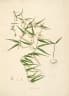 Ceropegia bulbosa