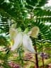 Sesbania grandiflora