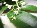 Nectandra megapotamica
