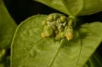 Dalechampia ipomoeifolia