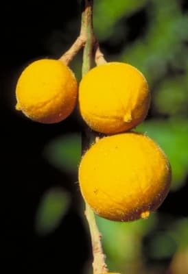 Dysoxylum setosum
