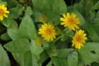 Melanthera biflora