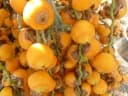 Butia odorata
