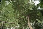 Cleistopholis patens