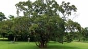 Terminalia sambesiaca