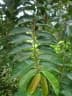 Allanblackia floribunda