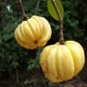 Garcinia gummi-gutta