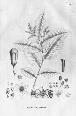 Cariniana domestica
