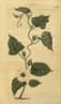 Hewittia malabarica