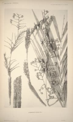 Daemonorops curranii